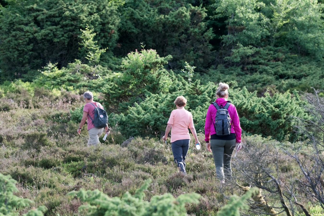 Vandring i Rebild Bakker