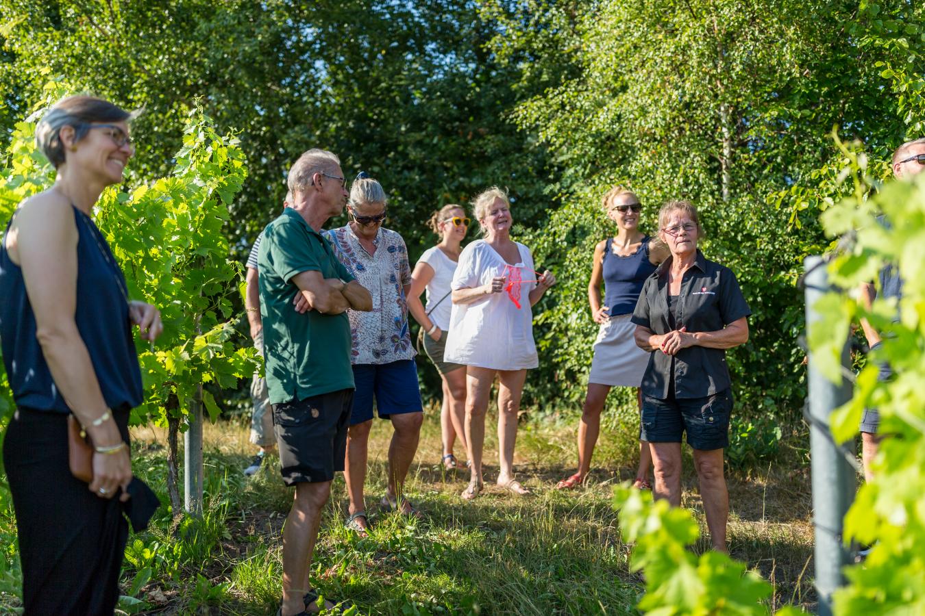 Rundvisning i vinmarkene ved Guldbæk vingård
