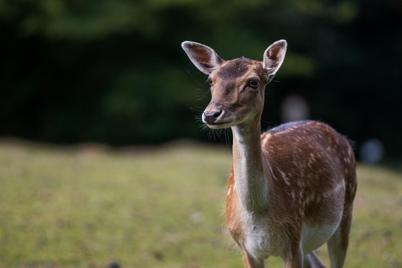 Dyr ved Rold StorKro