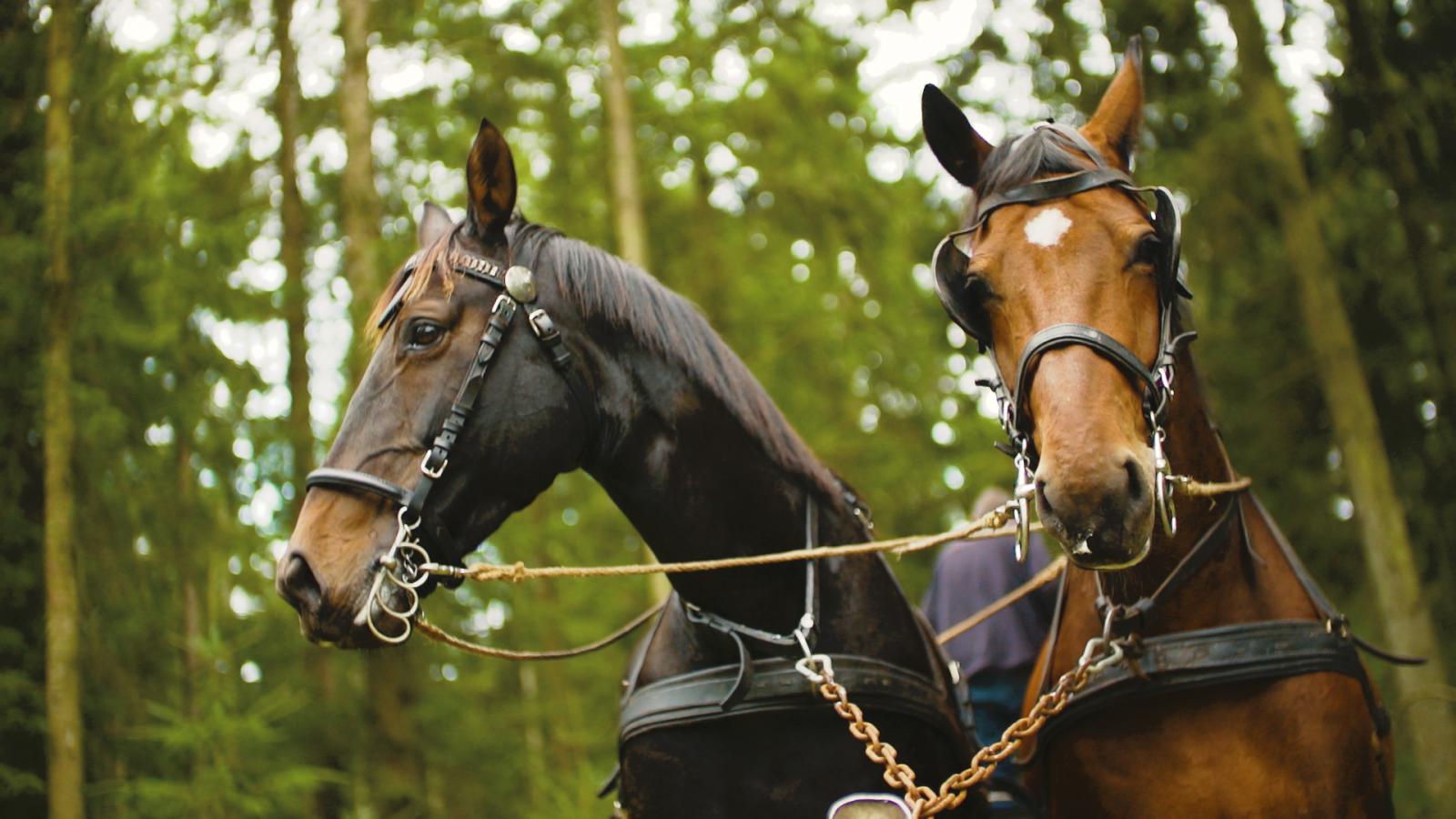 Heste spændt for hestevogn