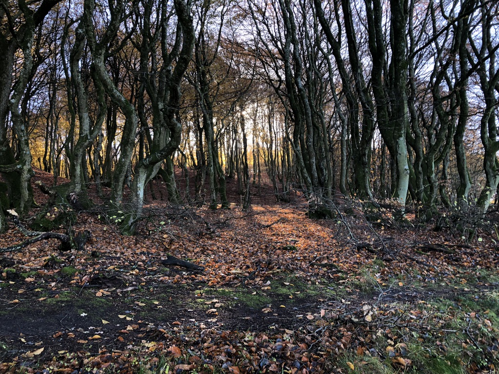 Efterår i Rold Skov
