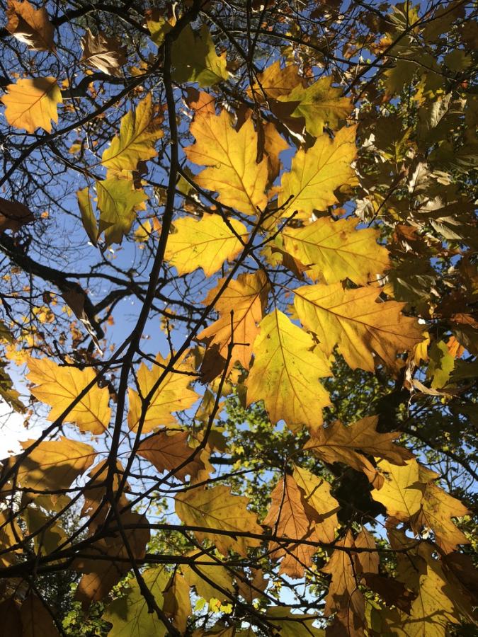 Efterårsblade i Rold Skov