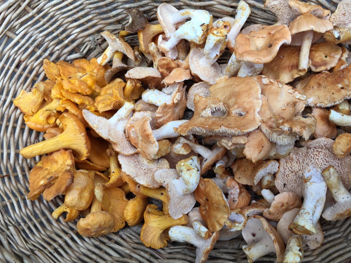 Svampe fra svampetur i Rold Skov