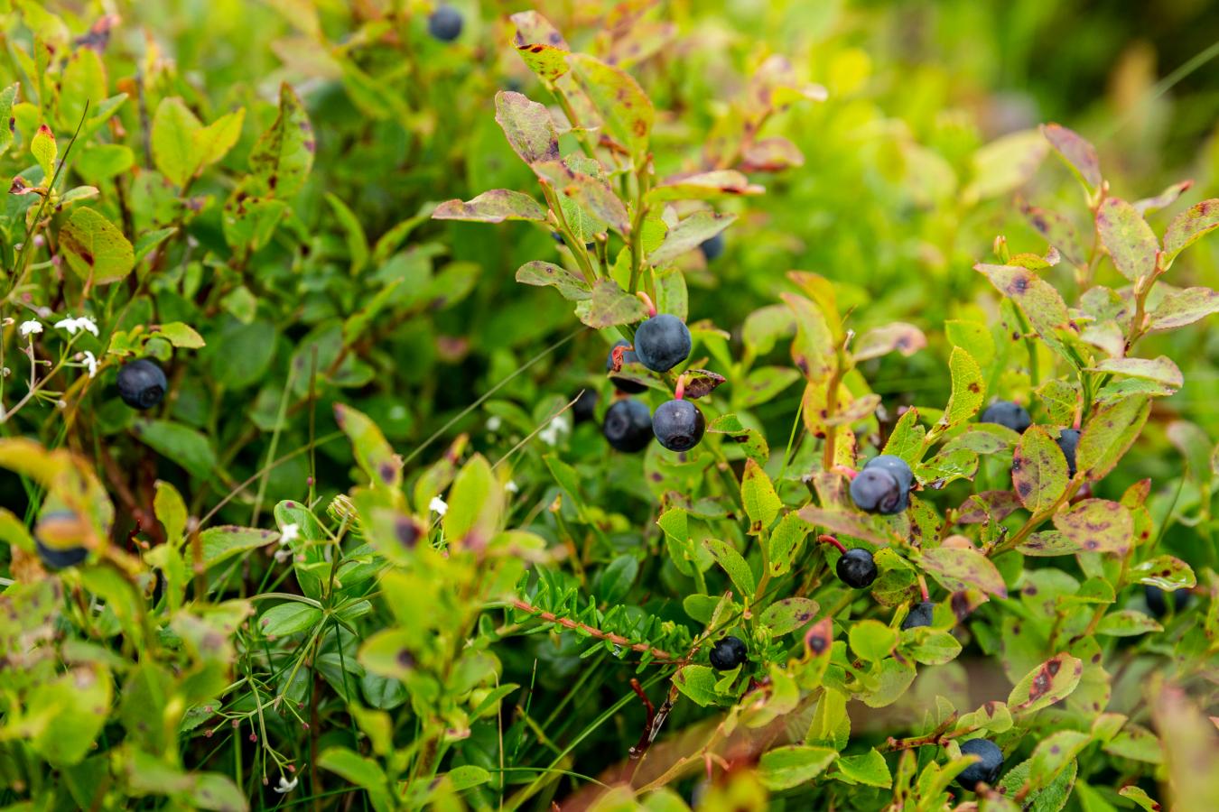 Planter blåbærbuske