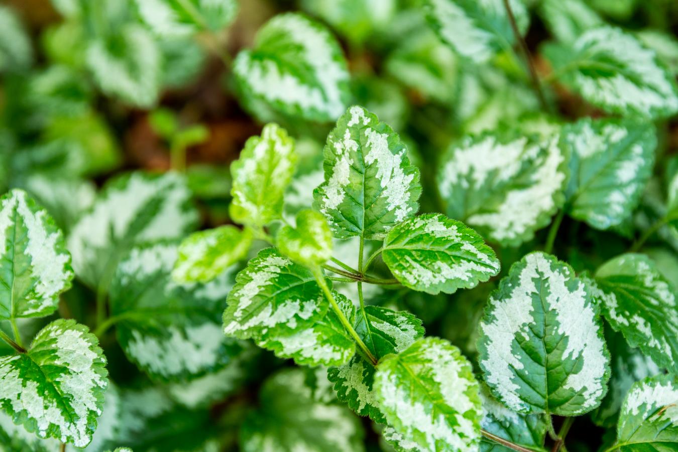 Bunddække grønt buske planter