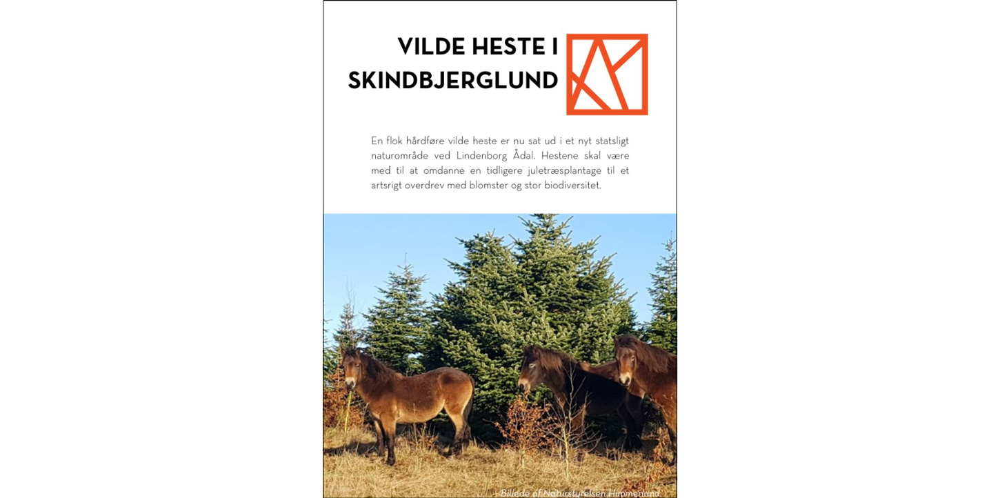 Vilde heste i Skindbjerglund