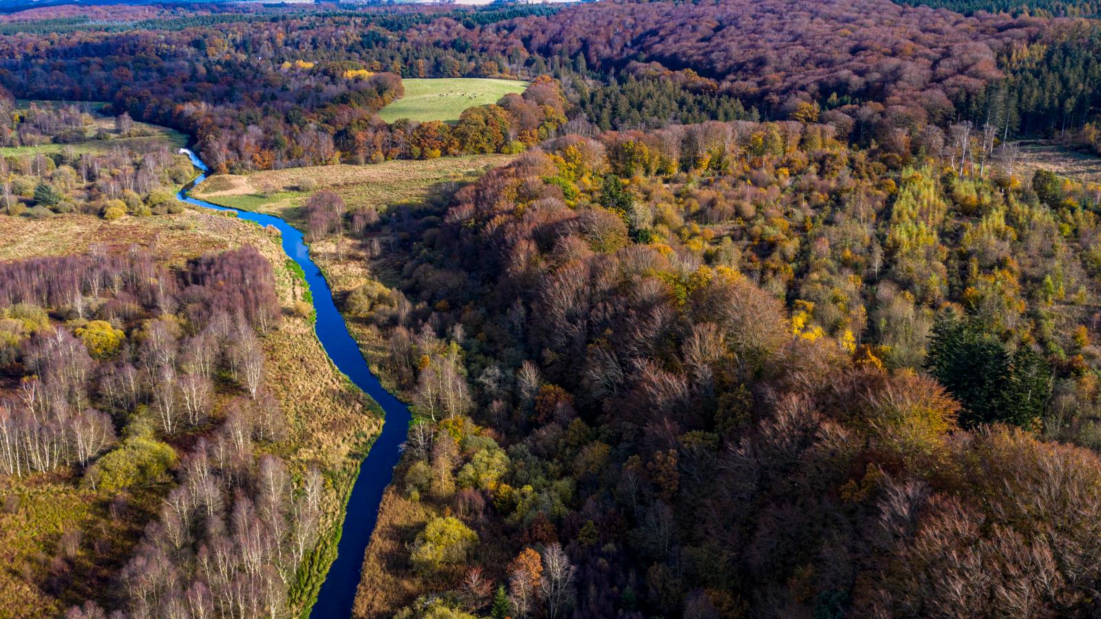 Lindenborg Å i Rold Skov