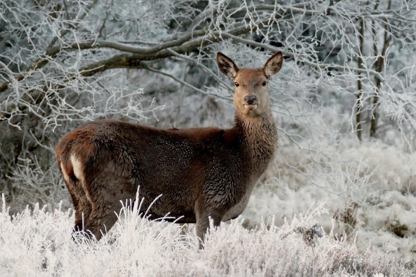Hjort med snelandskab