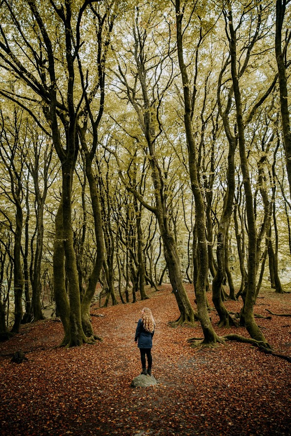 Trækroner troldeskoven