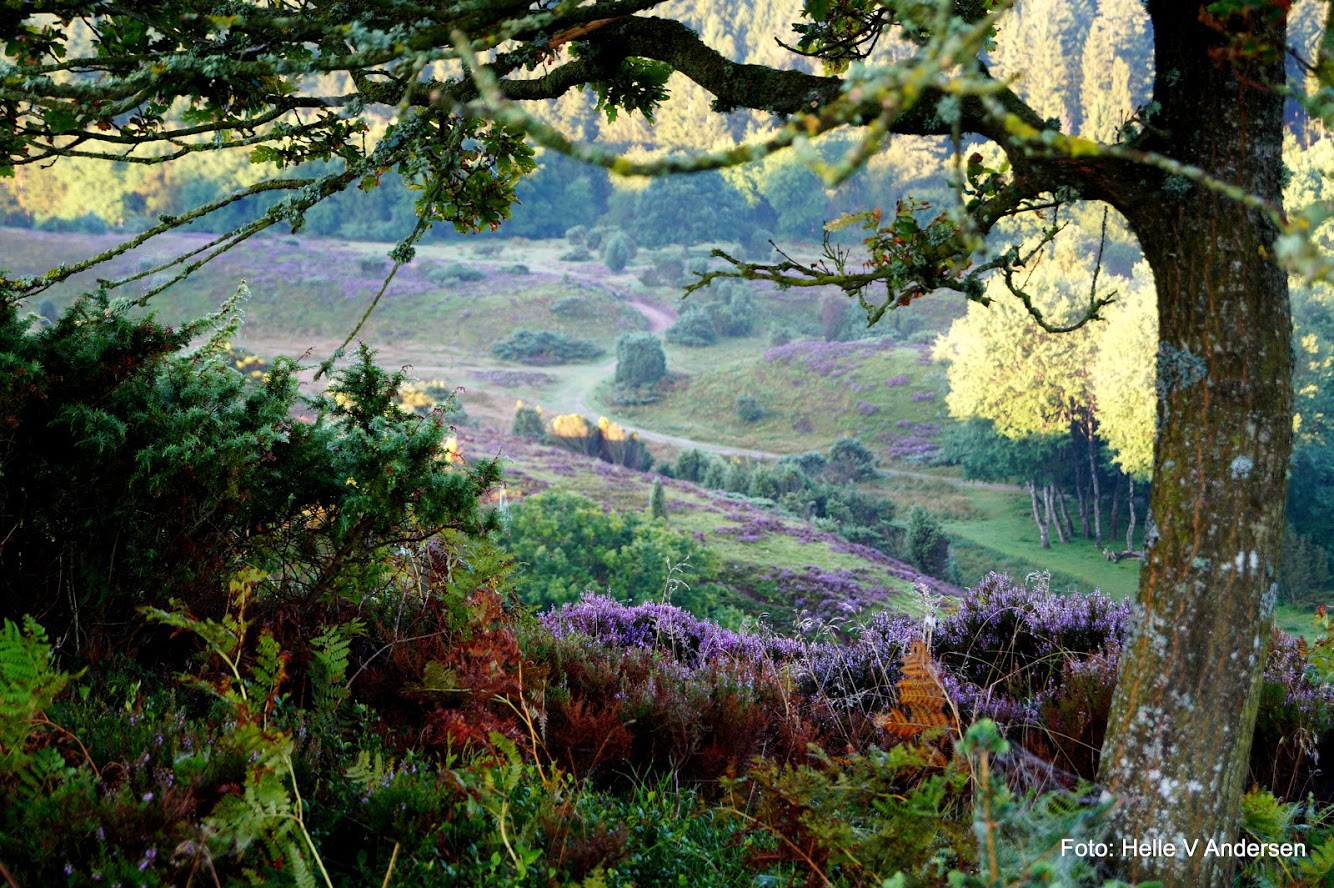 Lyng i Rebild Bakker