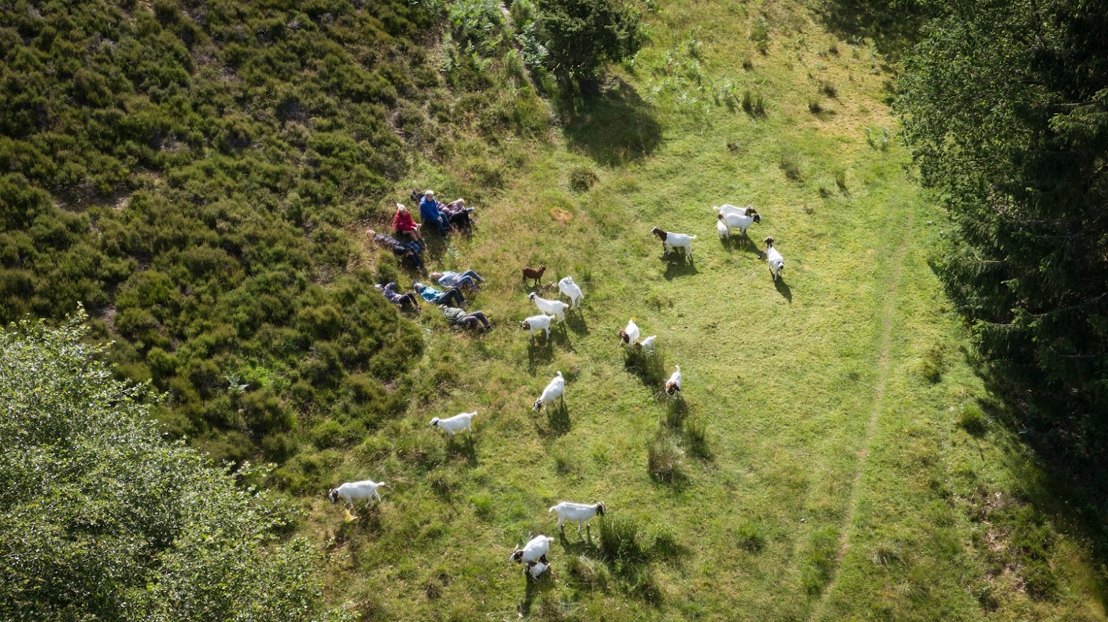 Rebild Bakker med får