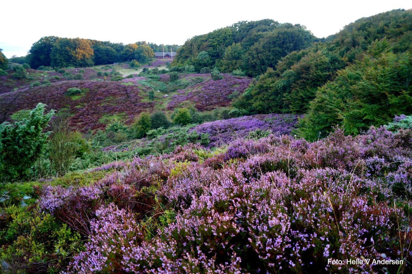 Lyngklædte Rebild Bakker