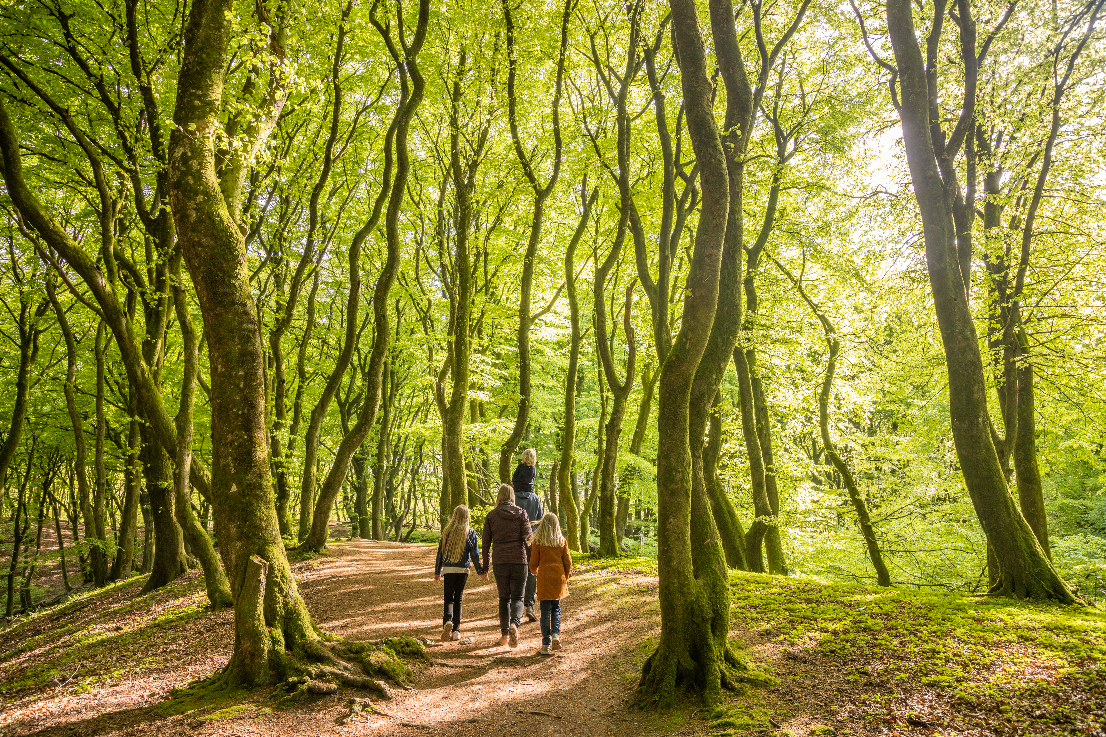 Børnefamilie i Troldeskoven, Rold Skov