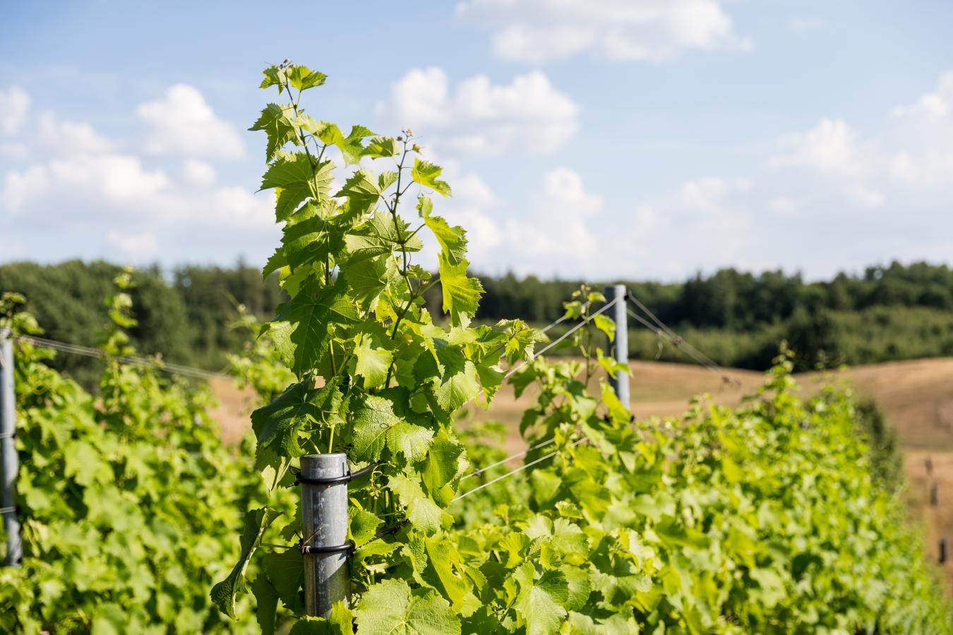 Guldbæk Vingård, vinmarker og vinvandring