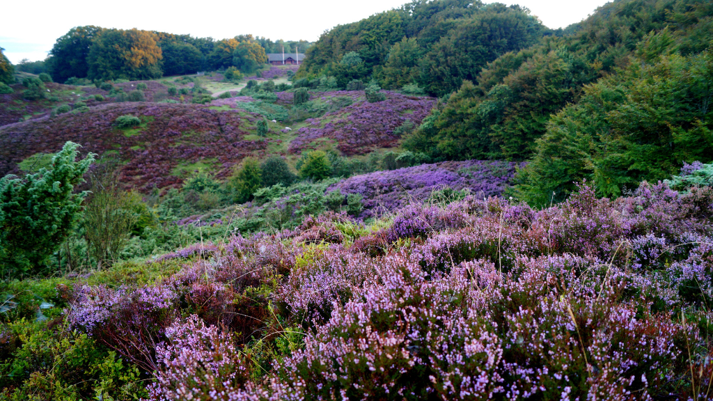 Lyng i Rebild Bakker