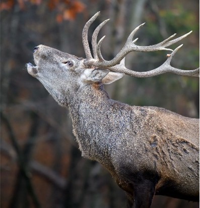 Kronhjort, brøl, naturbog