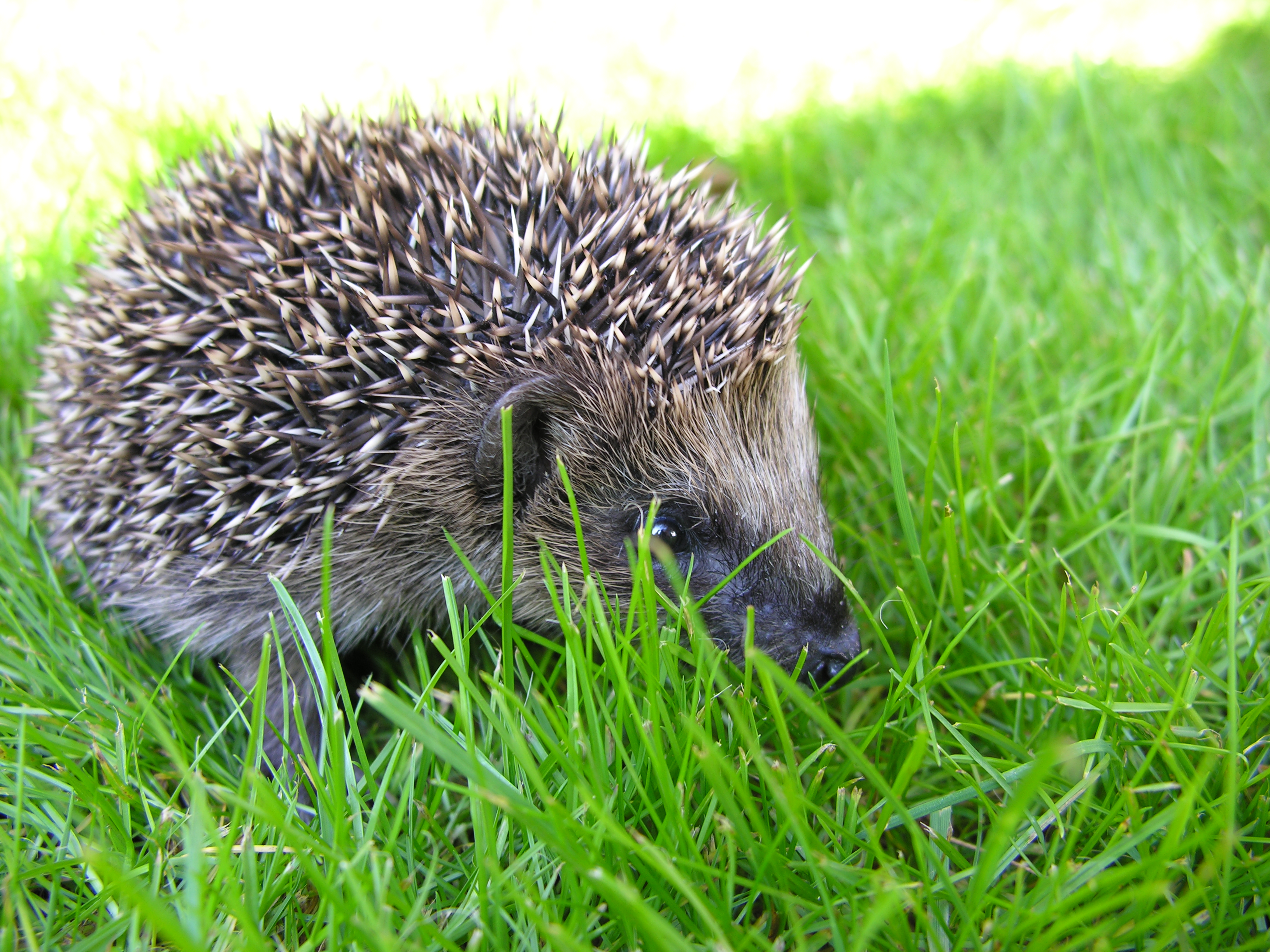 Min naturbog, byg en hule