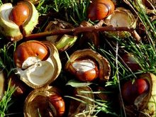 Lav mad i naturen kastanjer