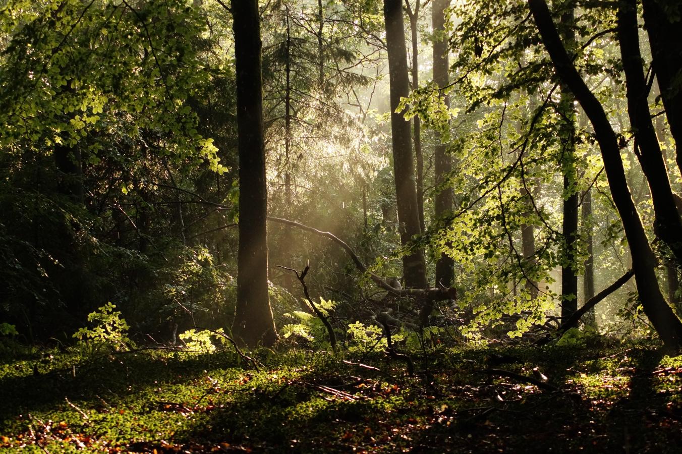 Rold Skov med sollys