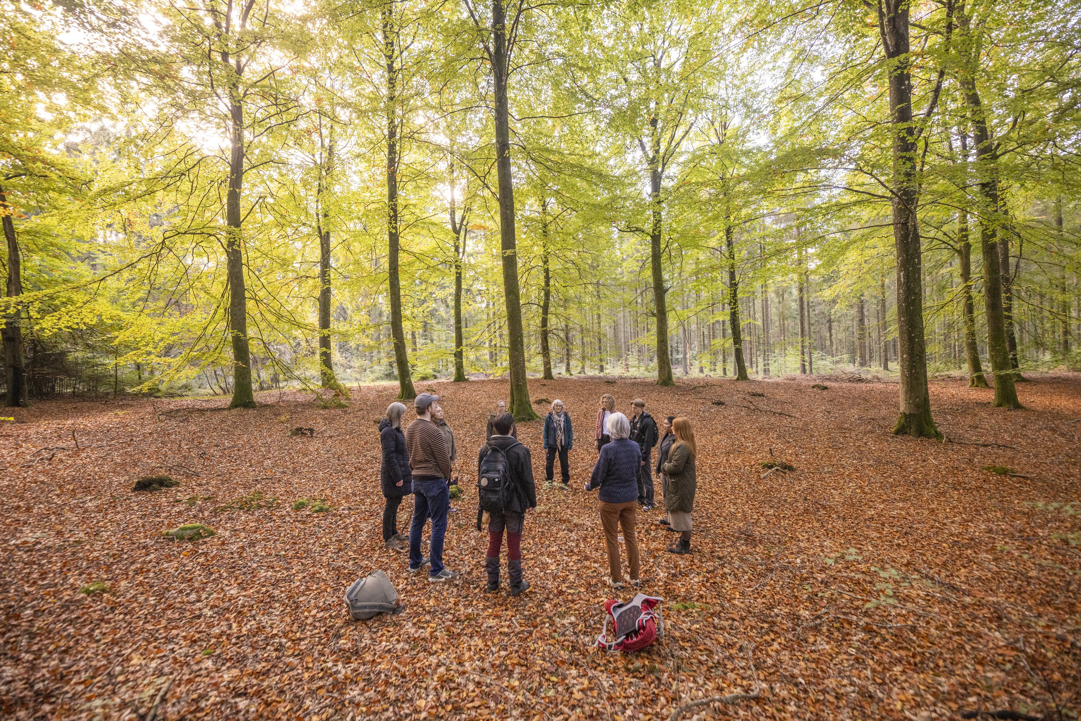 Guidet tur i skoven